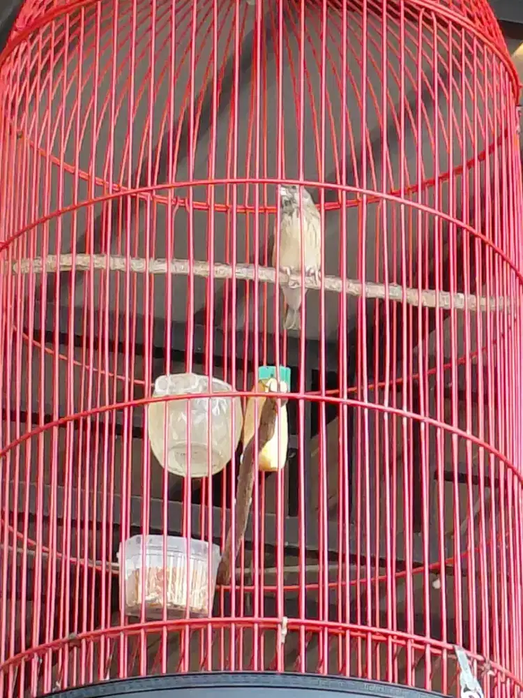Jual borongan 3 burung gacor full aet