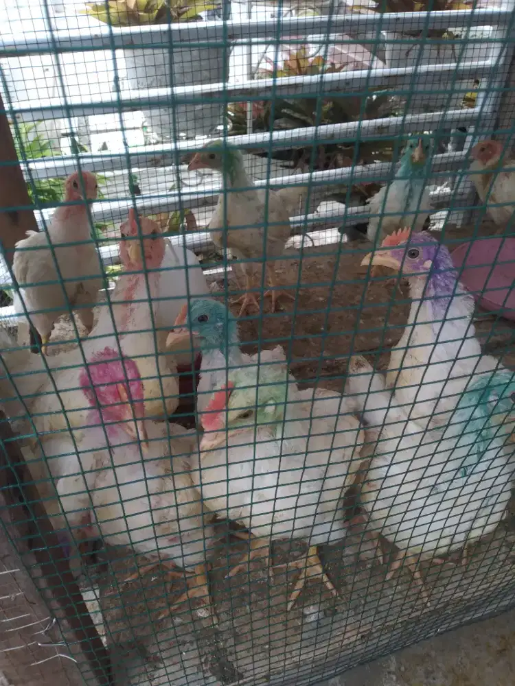 Jual ayam usia 2 bulan