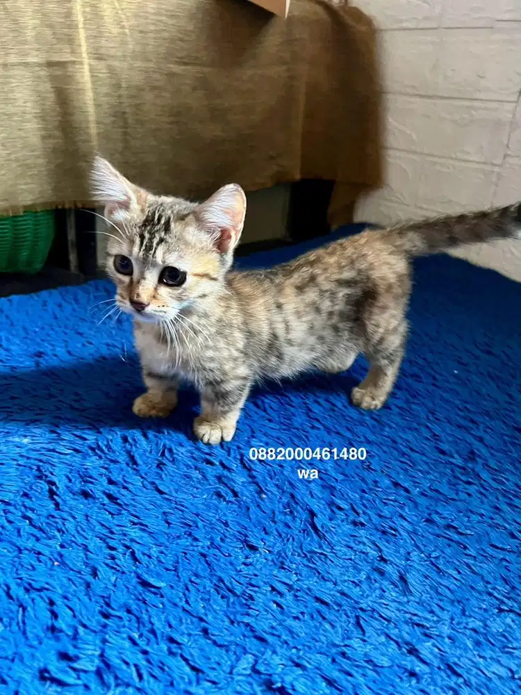 kucing munchkin