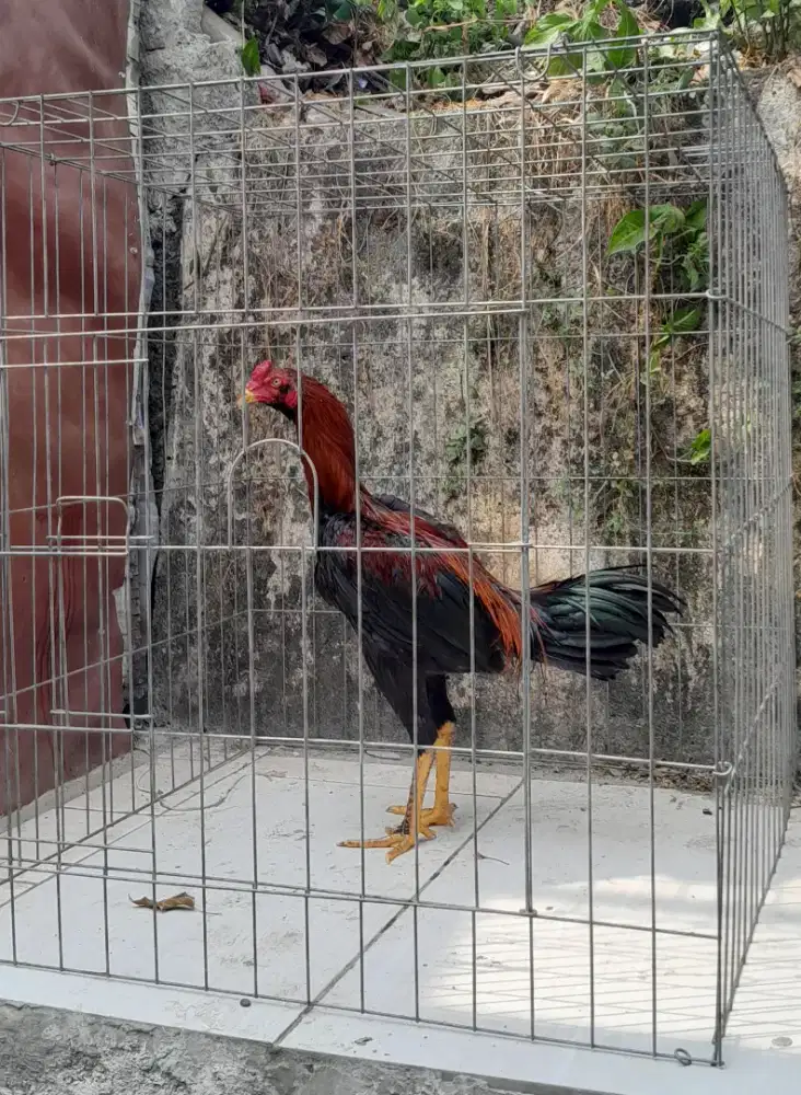 Ayam Bangkok Klasik Muda