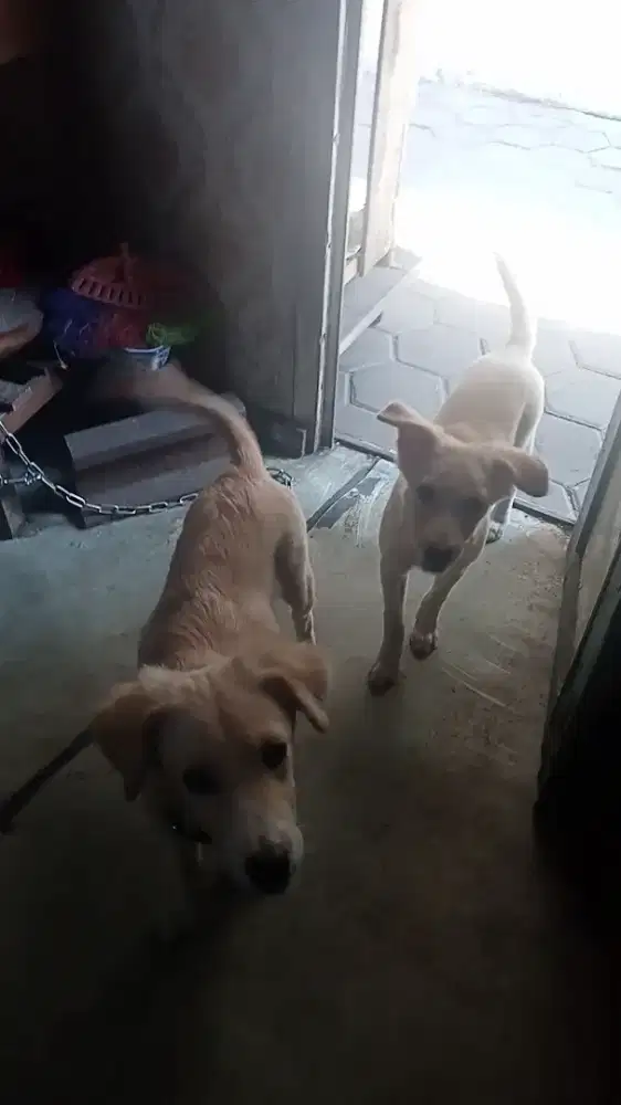 Doggy Golden mix Kintamani