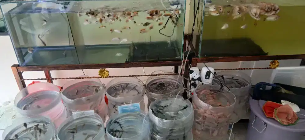 Bibit Ikan lele, nila,patin,mas,udang,cacing sutra,maggot