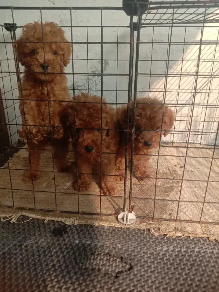 Borongan anakan poodle 3 ekor jtn btn