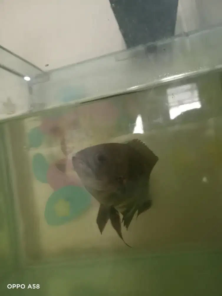 TT Oscar hitam cari sapu sapu albino