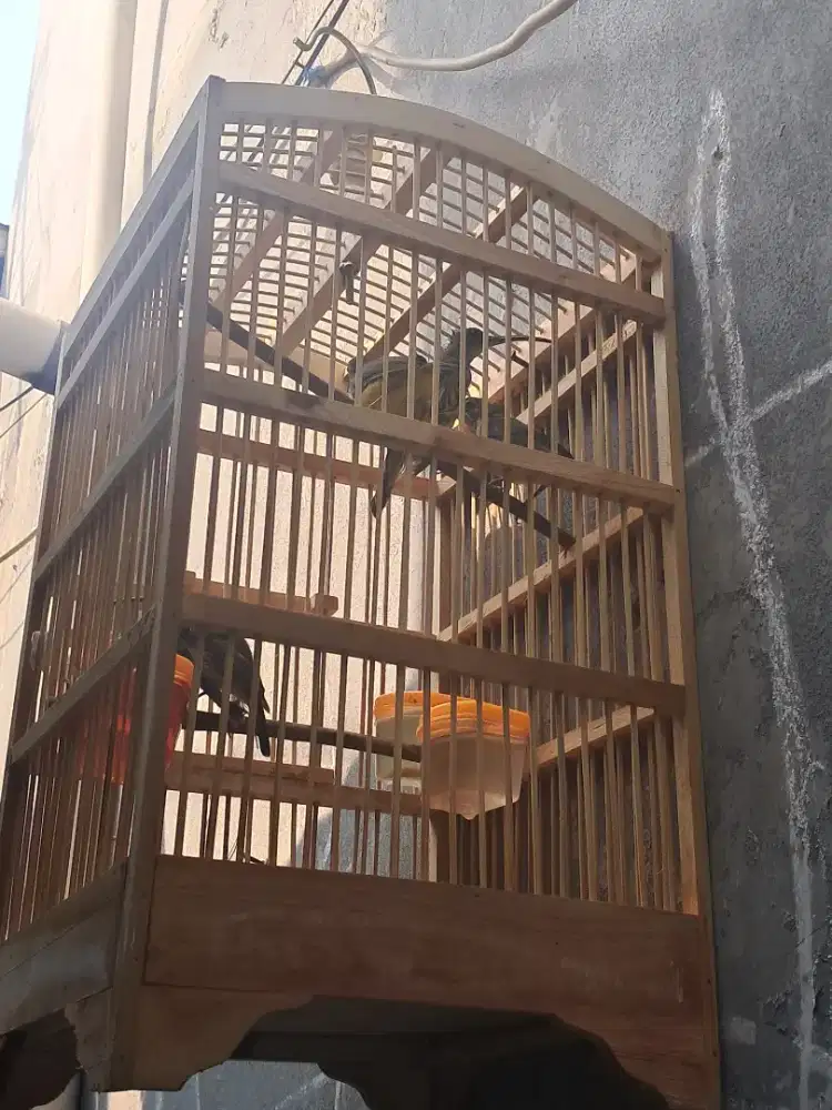 Burung pijantung pisang