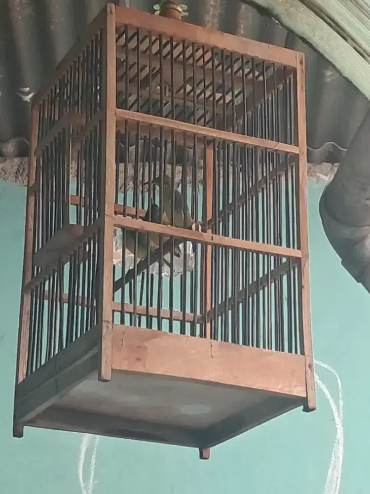 Burung sogon ontong