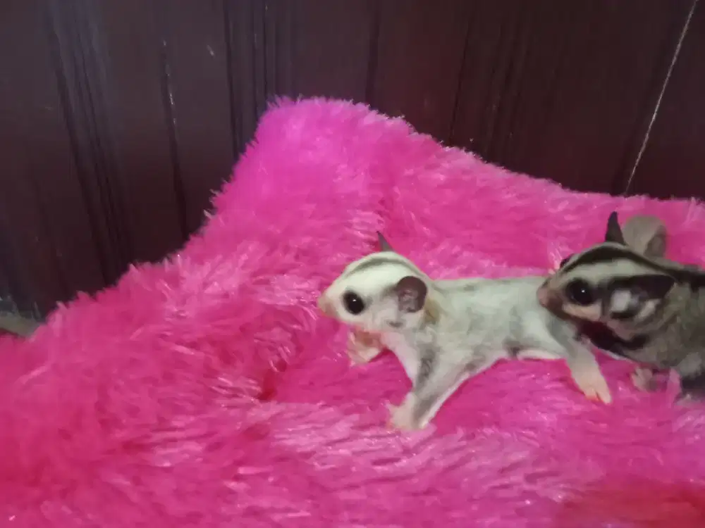 sugar glider joey