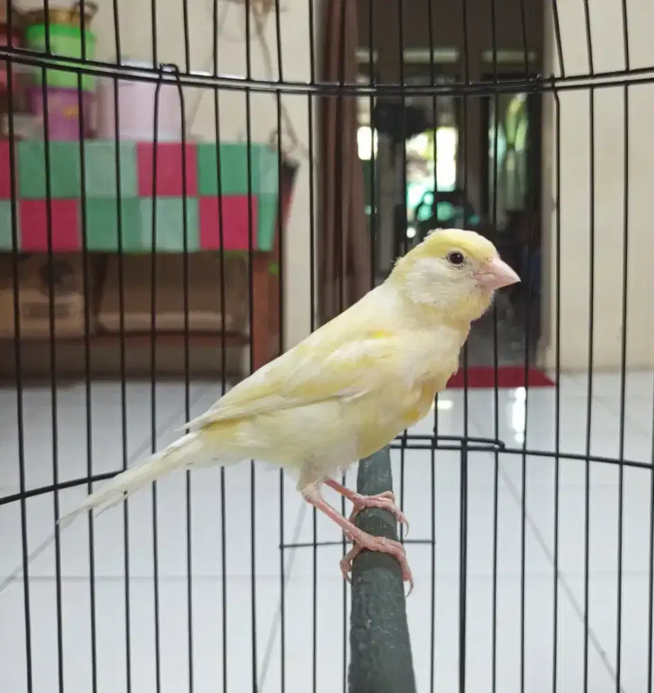Di juaL kenari paud riwikan
