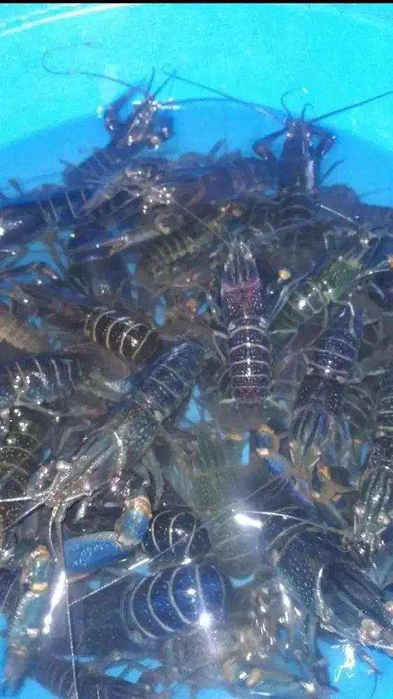 Lobster Air Tawar