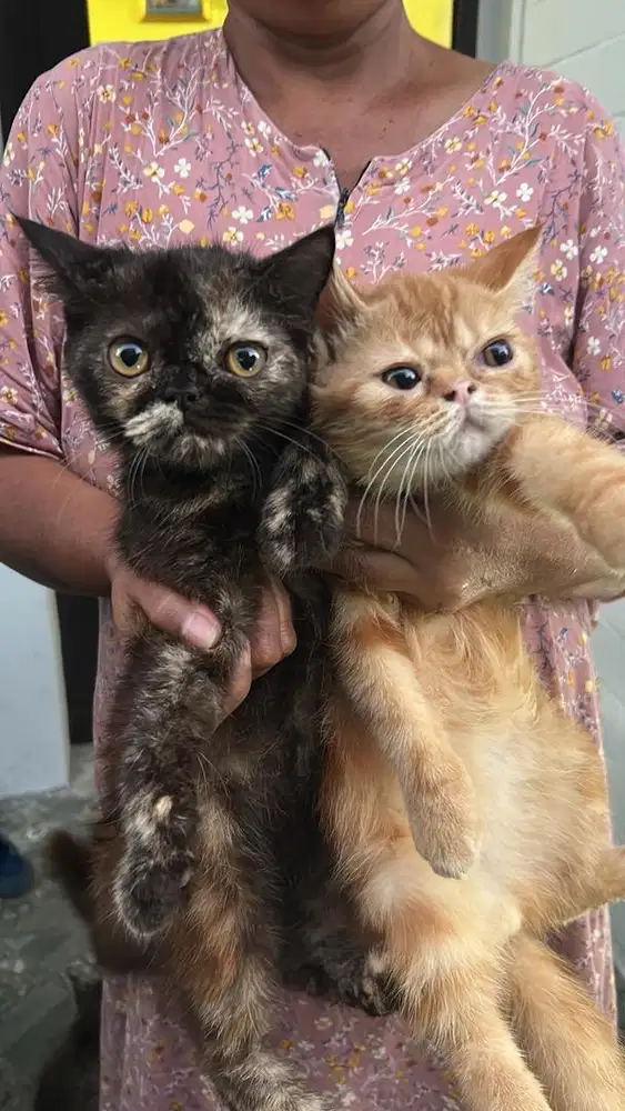 Persia exotic shorthair