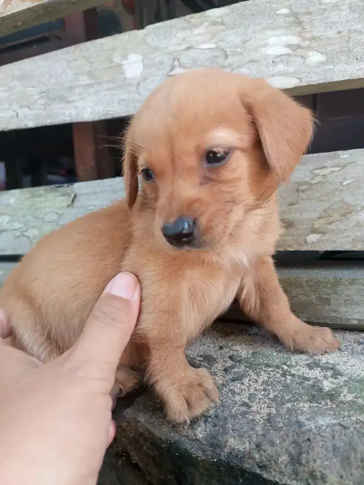 anak anjing tekel datchun kecil lucu