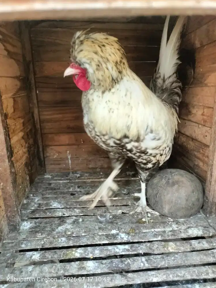 Jantan Poland silver laced