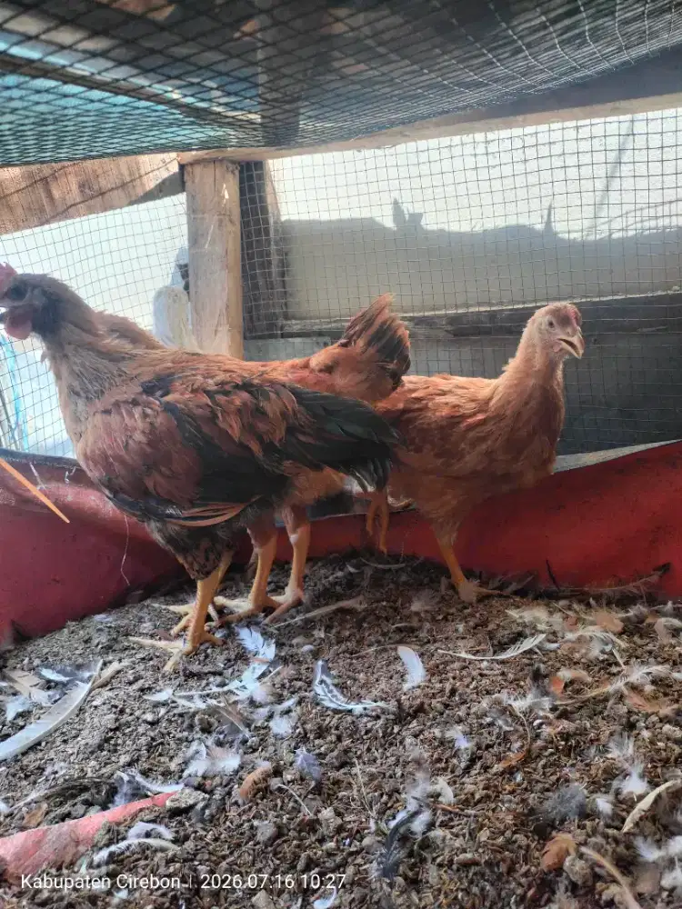 Ayam joper 2 pasang umur 4 bulan