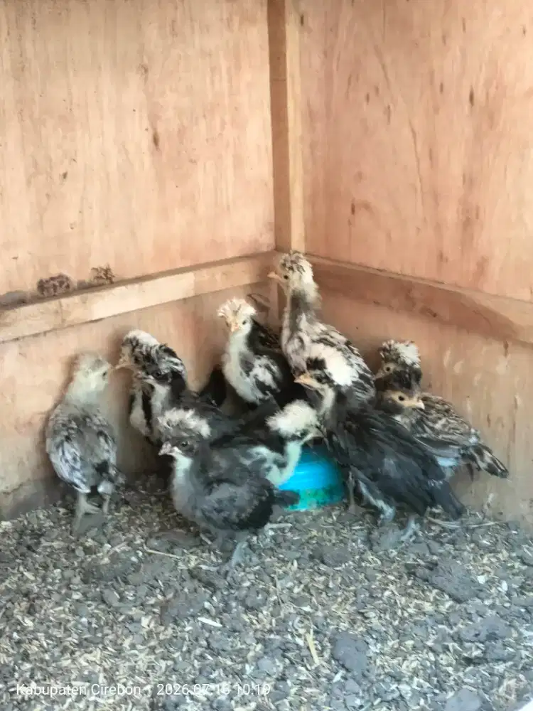 Ayam poland wcb , silver laced dan gold laced