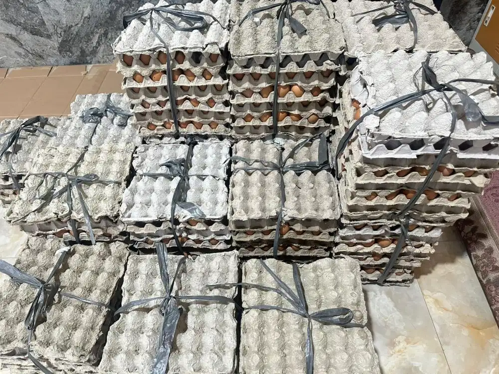 Telur Ayam Horn Murah