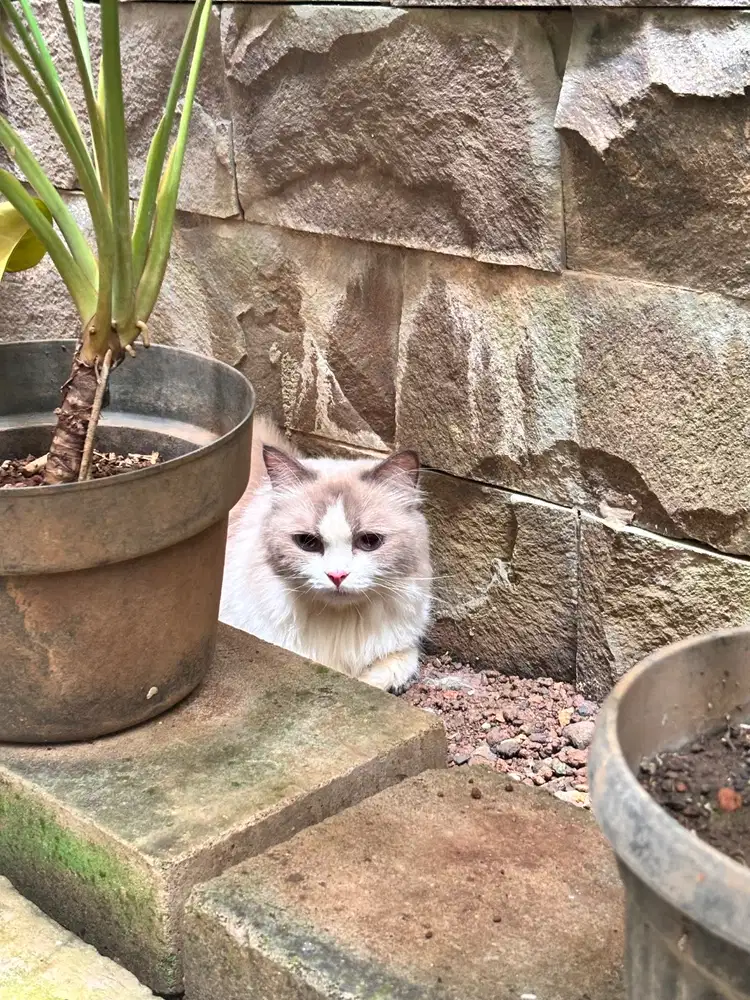 kucing ras ragdoll
