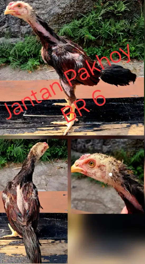 Anakan Ayam Bangkok Pakhoy Sepasang Harga [Nego, nego, dan nego]