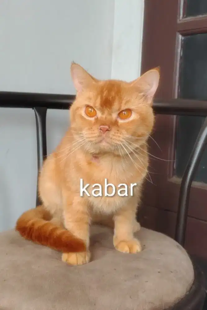 Kucing british shorthair BSH