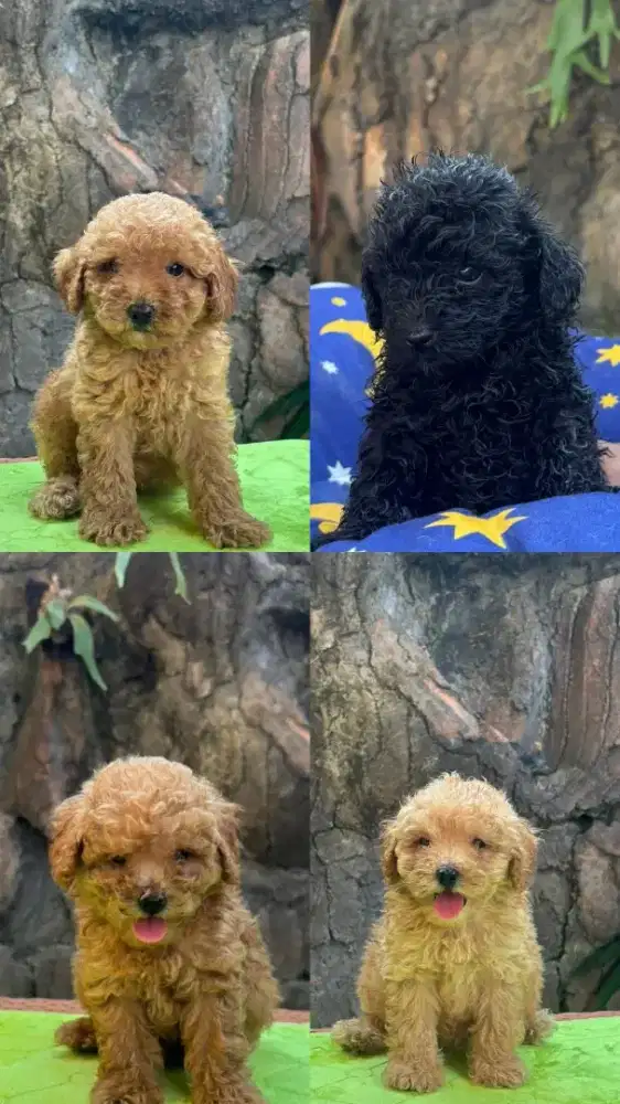 Poodle puppy lucu