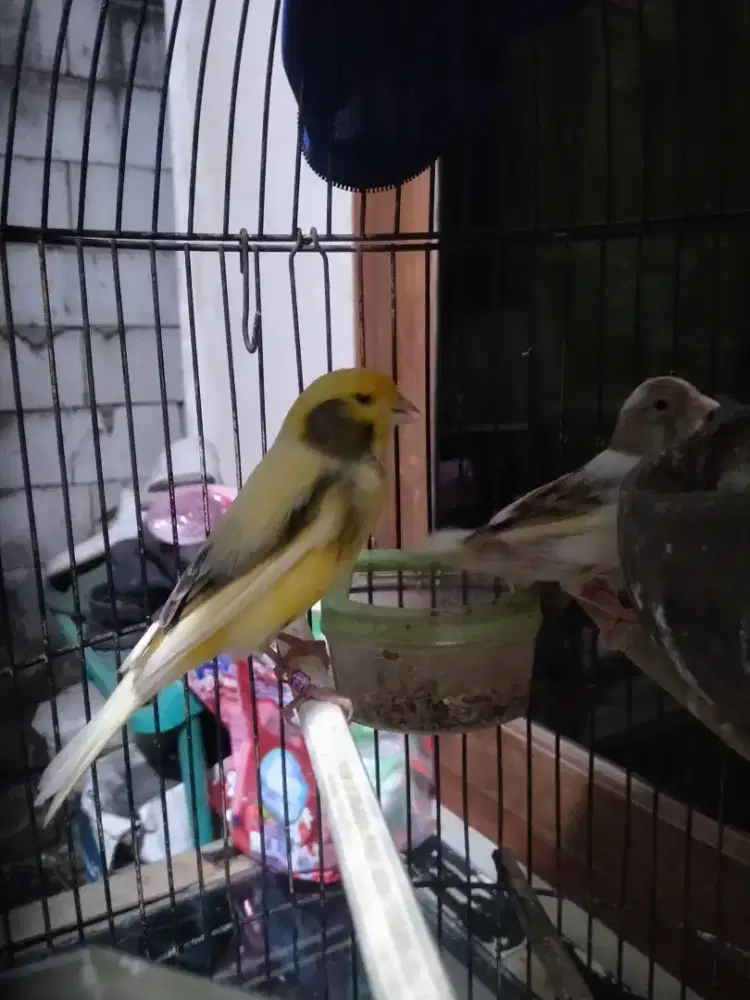 Sepasang kenari jantan seri AF, betina seri loper