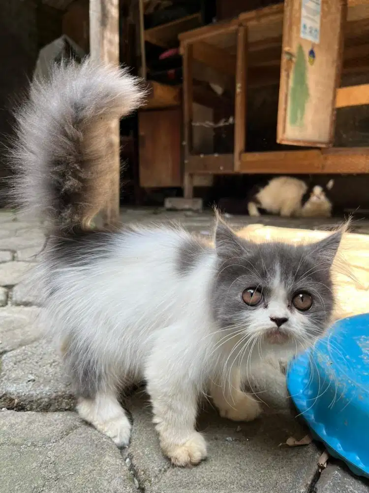 Kucing persia warna abu