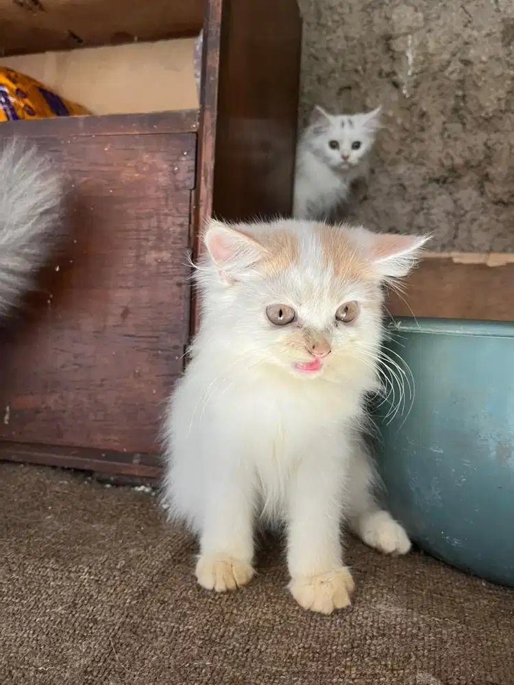 Kucing persia warna putih kuning