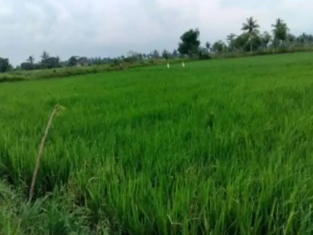 Dijual Tanah sekitar Jalan Poros Maros, Majannang