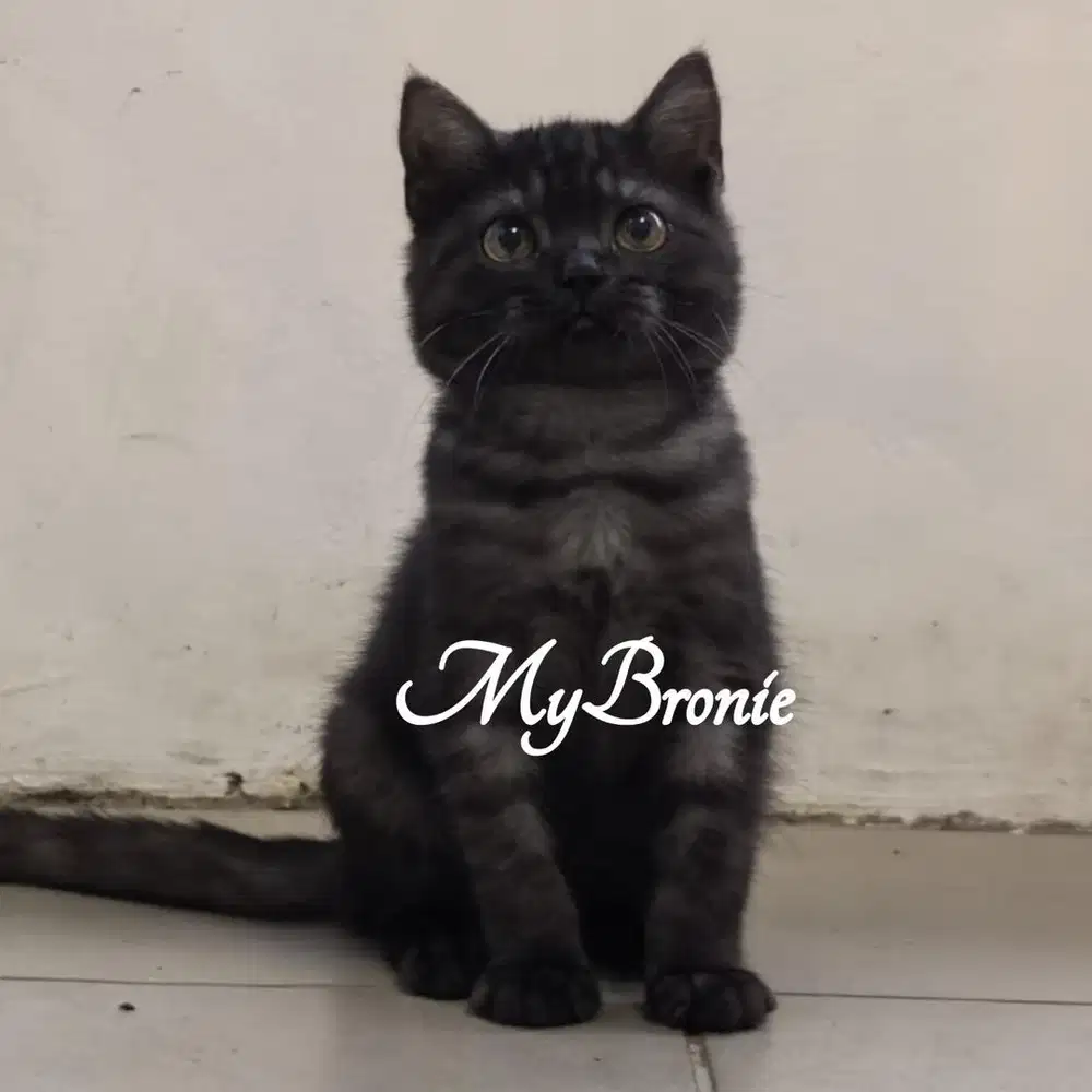 Kucing scottish straight murmerr