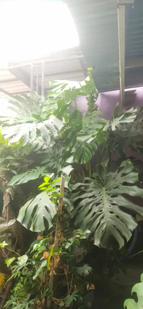 Jual tamanan Monstera deliciosa
