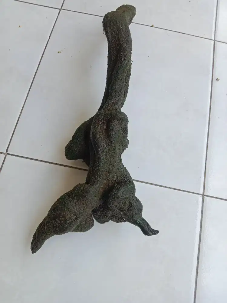 Kayu santigi U:-+40 cm dah tenggelam