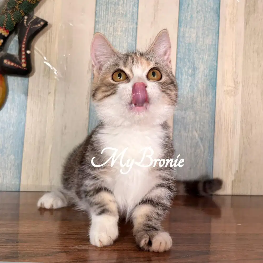 Kucing munchkin british shorthair betina