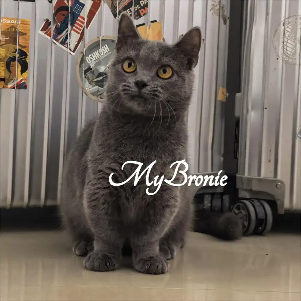 Kucing munchkin british shorthair