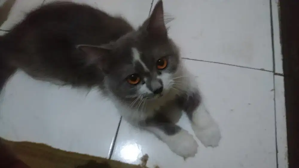 kucing Maine Coone (4 Tahun)
