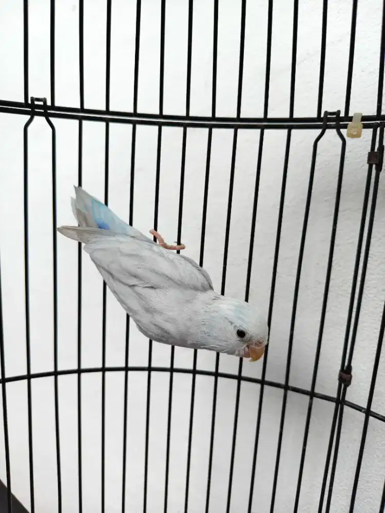 Burung forpus parrotlet jantan