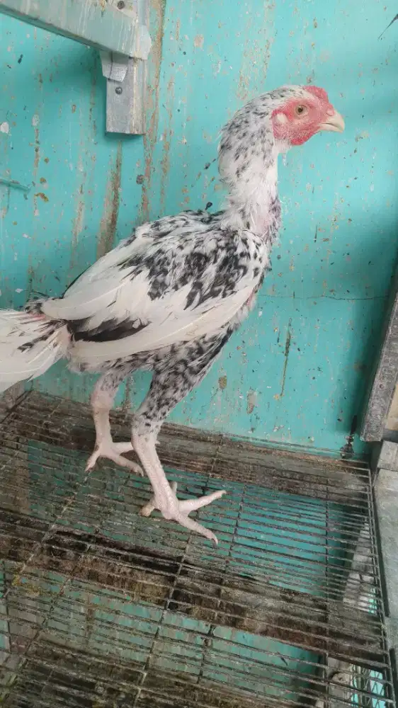 Ayam pakhoy jago 5 bulan