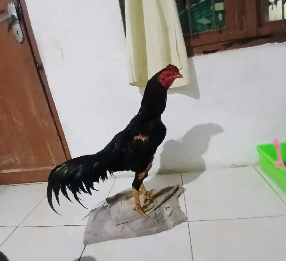 Ayam bangkok selatan