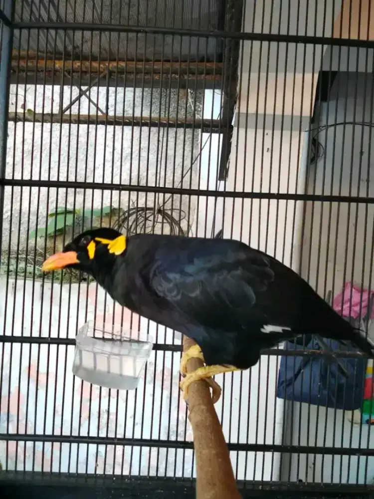 burung jinak mapan suara keras variasi