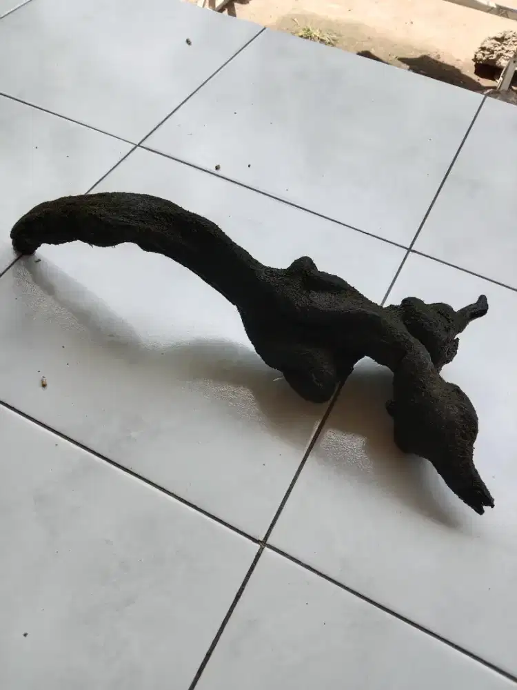 Santigi - + 40 cm Tenggelam& Berlumut