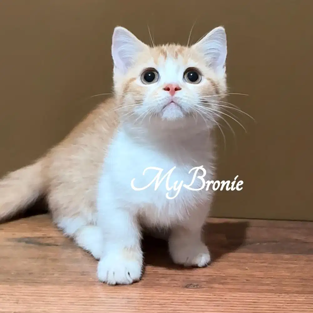 Kucing munchkin british shorthair