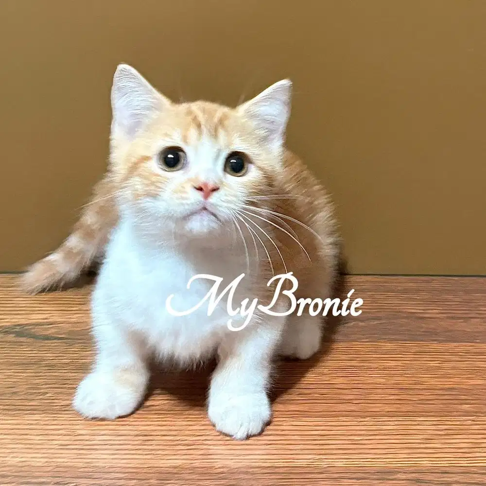 Kucing munchkin british shorthair