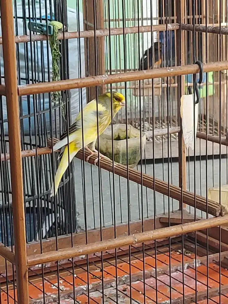 Kenari bon jantan F1sf