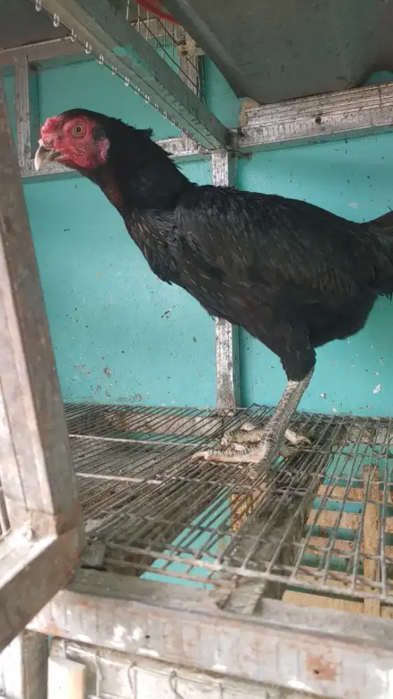 Ayam pakhoy biang 15 bulan