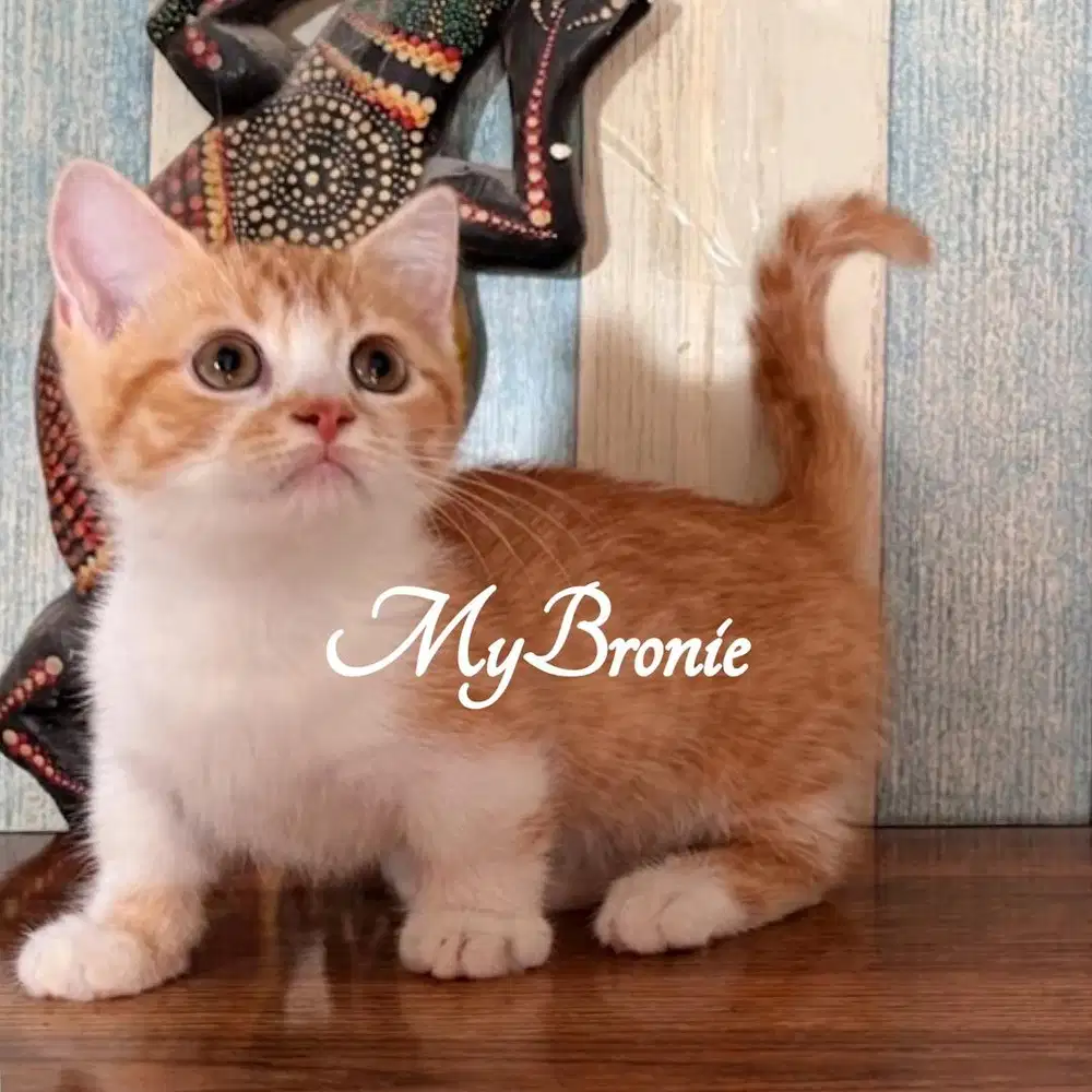 Kucing munchkin british shorthair