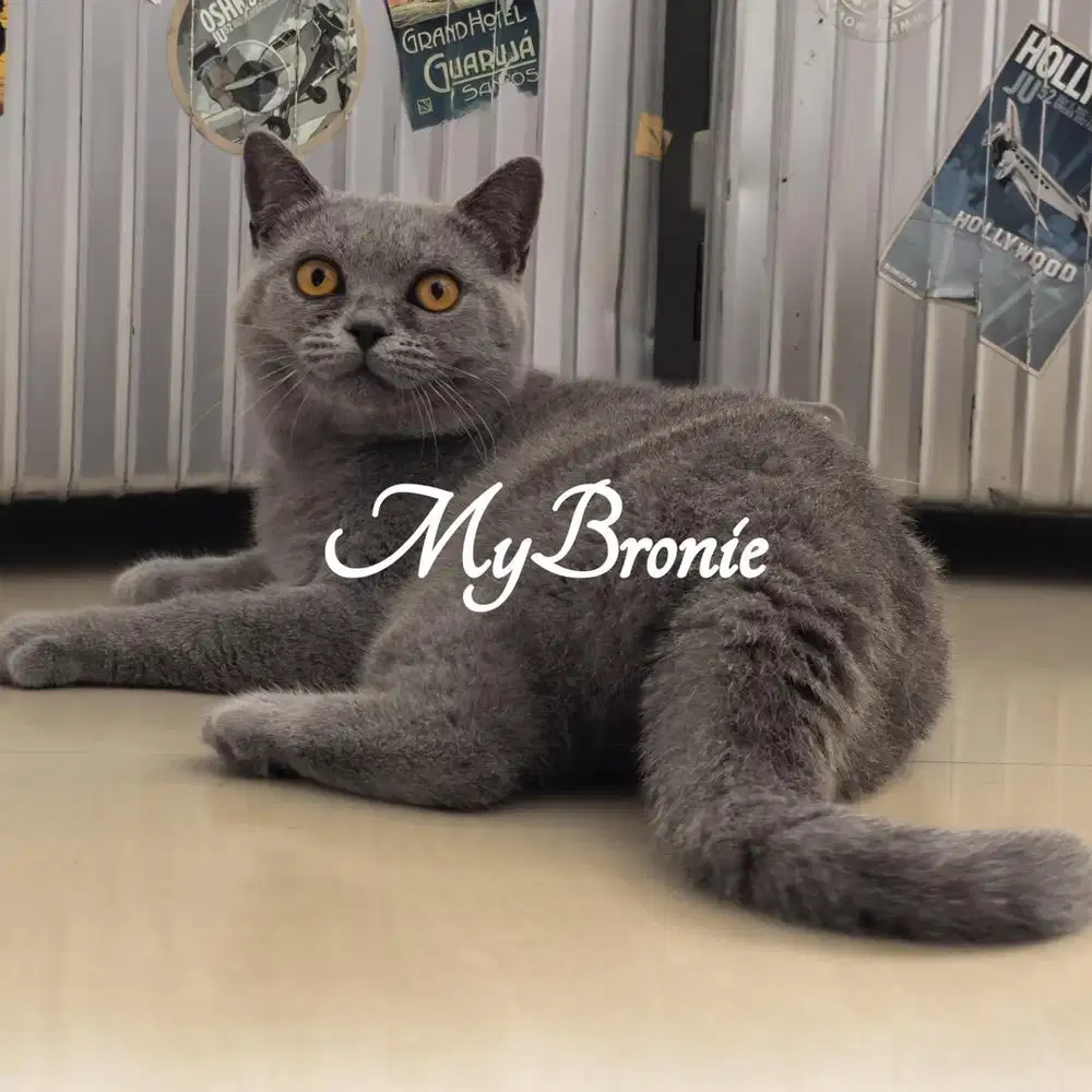 Kucing british shorthair jantan 7 bulan