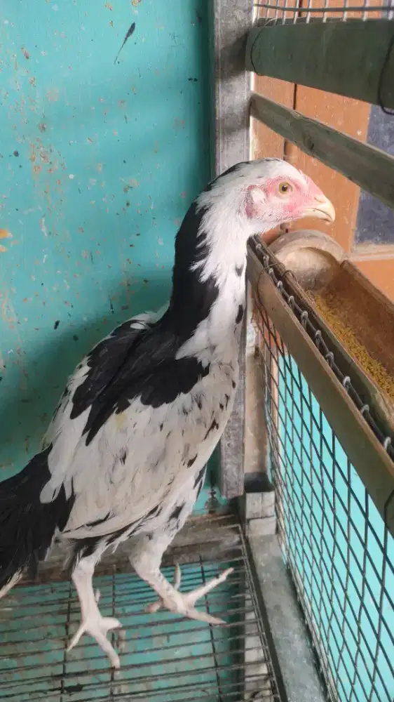 Ayam pakhoy dedara