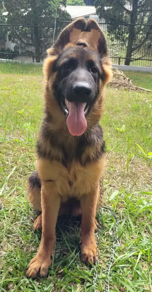 Anakan import Herder
