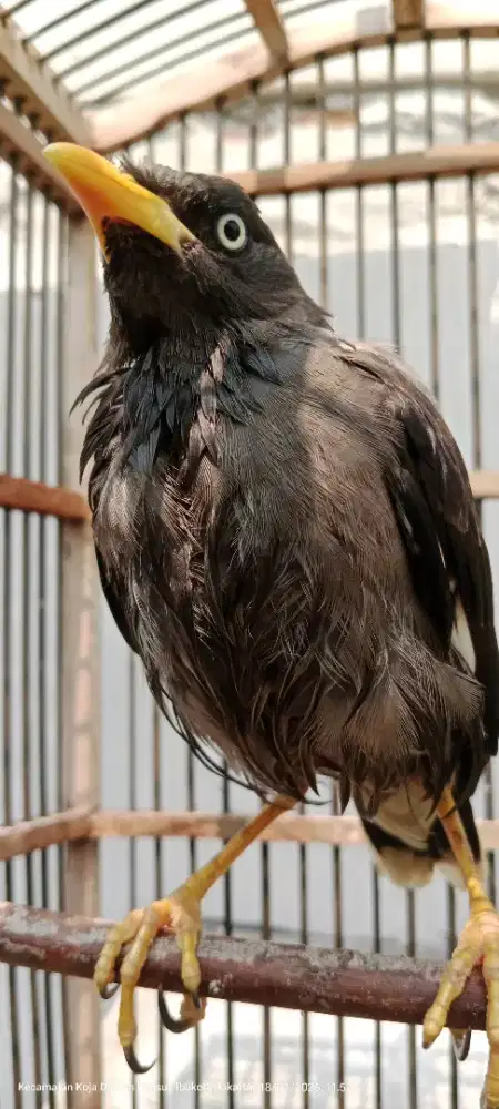 Jalak kebo mata putih