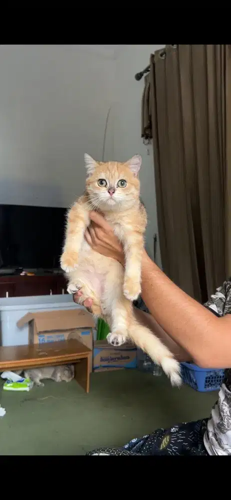 British Short Hair Golden Jantan