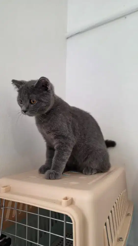 KUCING BRITISH SHORT HAIR PURE BSH. ADA usia 2, 3 dan 4 bulan
