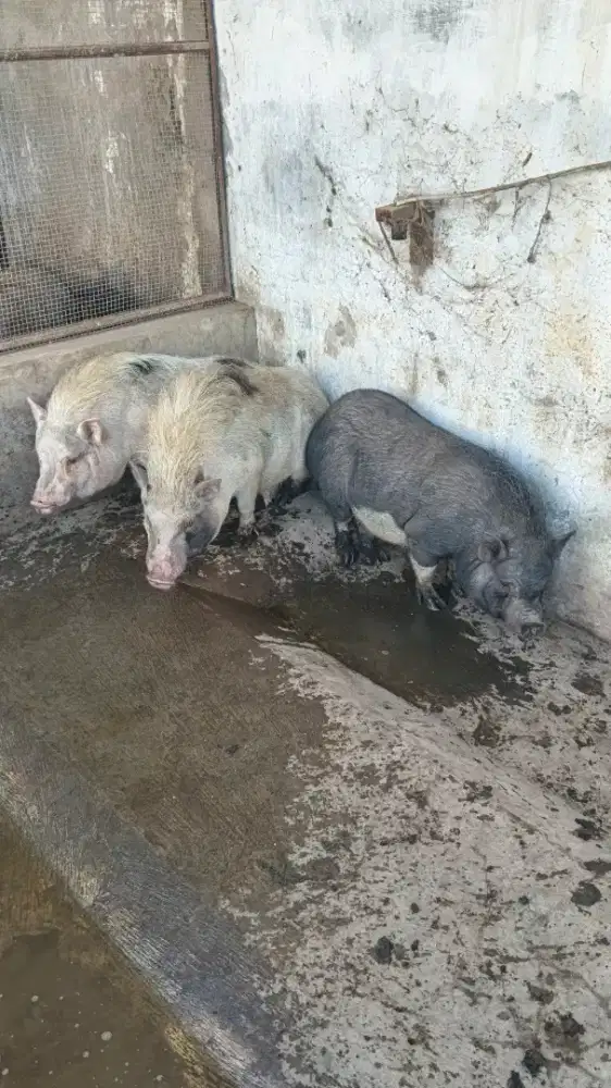 MICROPIG BABI MINI
